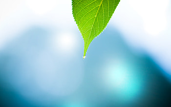 Leave Macro, leave, macro, nature, graphy HD wallpaper
