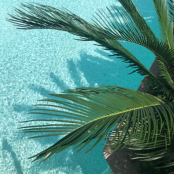 Idyllic view of palm leaves casting shadows on a turquoise pool, capturing a tropical vibe. HD phone wallpaper