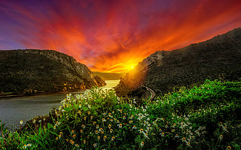 Camomile flowers at sunset, river, camomile, beautiful, flowers, sky, rocks, sunset, fiery, mountain HD wallpaper