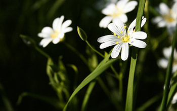Plants, Flowers HD wallpaper