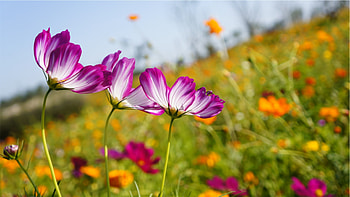 Flowers, Glade, Polyana, Kosmeya, Cosmos HD wallpaper