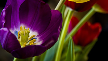 Plants, Flowers HD wallpaper