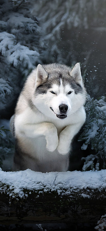 dog, winter, Animal, husky HD phone wallpaper