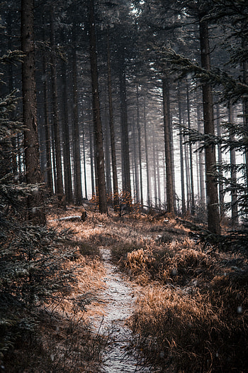 Nature, Trees, Snow, Forest, Path HD phone wallpaper