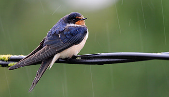 Swallow, Explored animal planet, Barn swallow species, Nature's diversity HD wallpaper