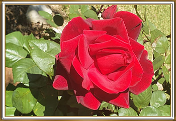 BEAUTIFUL RED ROSE, NATURE, ROSE, , RED HD wallpaper
