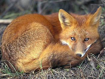 Animals, Fox, To Lie Down, Lie, Relaxation, Rest, Bask HD wallpaper