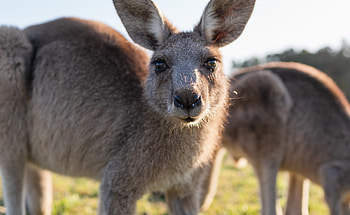 Kangaroo (Animals), Wildlife management, Conservation efforts, Eradication measures HD wallpaper