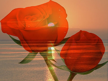 Sunset Rose, rose, shining, water, sunset HD wallpaper