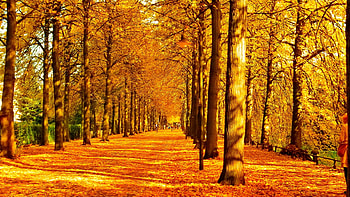 Tree, , Fall, Forest, Path HD wallpaper