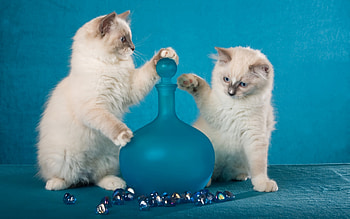 Kittens, blue, animal, kitten, white, vase, glass, cat HD wallpaper