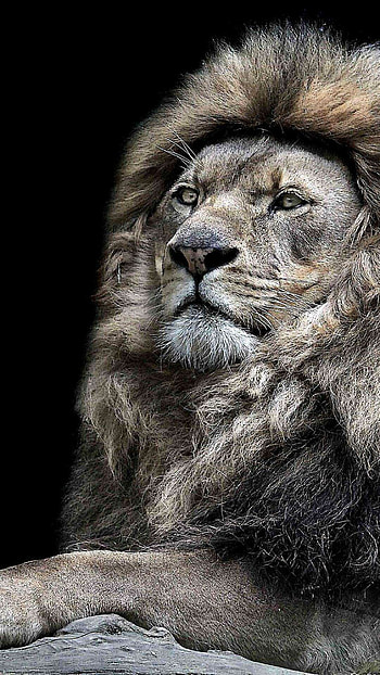 Lion in the wild, Powerful presence, Untamed beauty, Wildlife graphy HD phone wallpaper