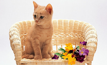 Come and stay with me, sweet, animal, pansy, sofa, kitty, cute, cat, little, purple, violet, flower, yellow HD wallpaper