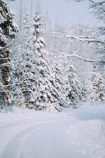 Winter, Nature, Snow, Road, Forest, Snow Covered, Snowbound HD phone wallpaper