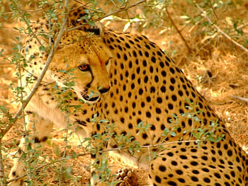 can they c me, stare, pounce HD wallpaper