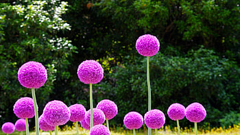 allium, purple, alliums, graphy, nature, flowers, beauty HD wallpaper