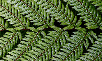 Nature, Leaves, Fern, Branch HD wallpaper
