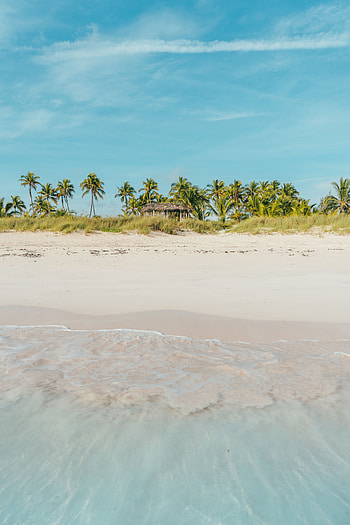 Nature, Beach, Palms, Shore, Bank, Ocean, Tropics HD phone wallpaper