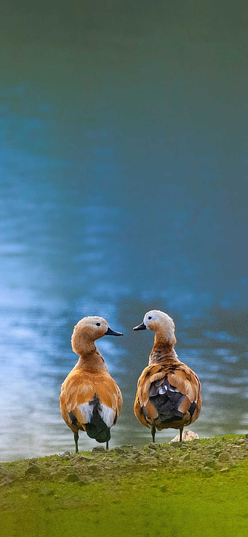 Tadorna ferruginea, Ducks HD phone wallpaper