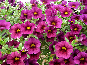 Flowers, Close-Up, Greens, Calibrachoa, Calirohoa HD wallpaper