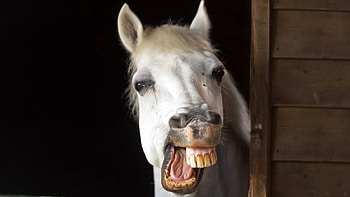 Animals, Smile, Mane, Horse, Teeth, Jaw HD wallpaper