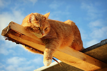 Animals, Trees, Cat, To Lie Down, Lie, Fat, Thick, Paws, Pieces Of Wood HD wallpaper