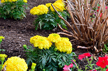 Flower Garden, red flowers, yellow flowers, flower patch HD wallpaper