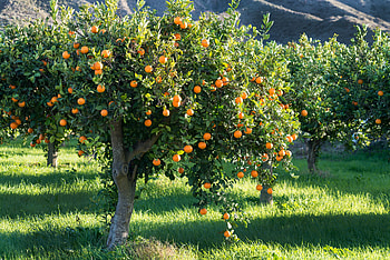 Orangenbaum ratgeber, Pflanztipps obi, Orange tree care, Citrus cultivation HD wallpaper
