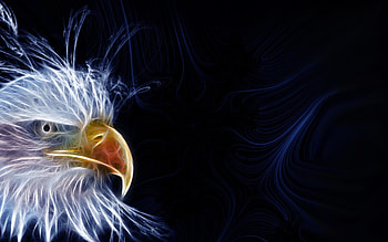 Bald Eagle THIS HD wallpaper