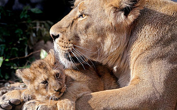 Animals, Lions, Young, Care, Joey HD wallpaper