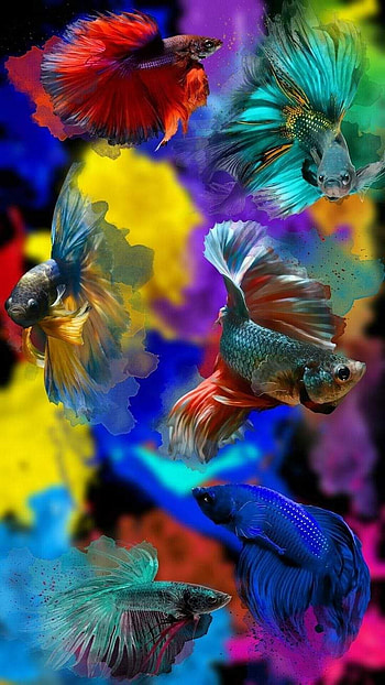 Rainbow bettas, fish, bright, betta HD phone wallpaper