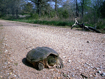Turtle, snapping, bike, gravel, road, aligator HD wallpaper