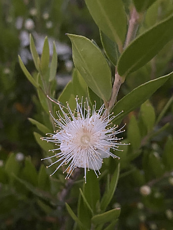 Myrtle Herb, Arrayn variety, Natusfera species, Floral allure HD phone wallpaper