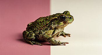 Stunning Toad: Ultra, toad, Animal, frog, amphibian, Wildlife HD wallpaper
