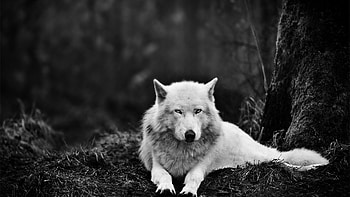 Wolf For Android As HD wallpaper