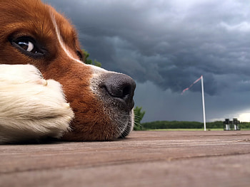 Animals, Sky, Clouds, Dog, Muzzle, Nose HD wallpaper