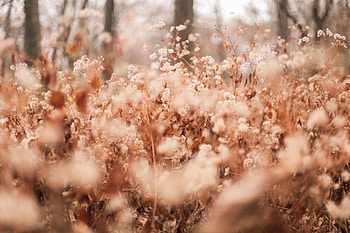 Plants, Nature, Flowers, Macro, Dry HD wallpaper