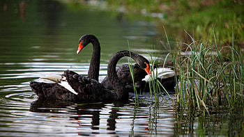 Animals, Grass, Swans, Lake, Pond HD wallpaper