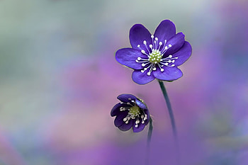Purple, garden, amazing, flower HD wallpaper