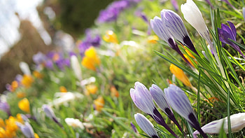 Flowers, Grass, Plant, Macro, Petals HD wallpaper