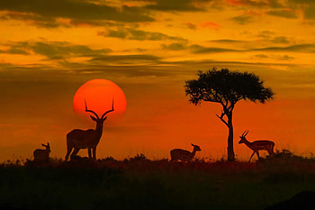 Kruger National Park, African wildlife, Nature's wonders, Breathtaking landscapes HD wallpaper