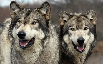 Animals, Wolfs HD wallpaper