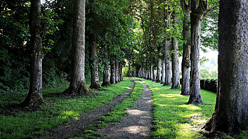 Path, leaf, sand, tree HD wallpaper