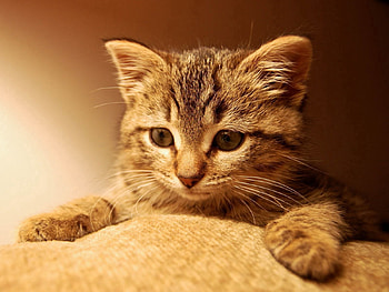Animals, Cats, Cat, Kitty, Kitten, Redhead HD wallpaper