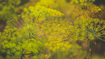 Dill from MN, Minnesota's herb, Local culinary gem, Farm to table delight HD wallpaper
