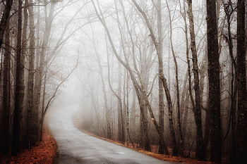 Nature, Autumn, Road, Turn, Forest, Fog HD wallpaper