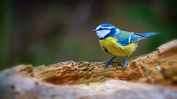 Bird tit, Blue bird, Blue tit HD wallpaper