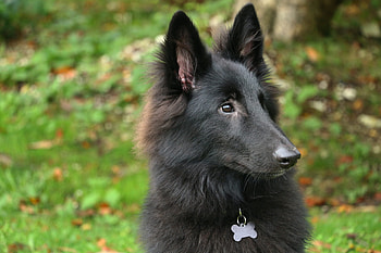 Belgian Tervuren, Herding dog, Family pet, Goldens club HD wallpaper