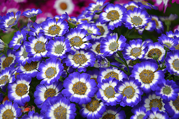 Blue white flowers, bloom, spring HD wallpaper