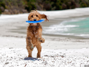 Playing dog, dog, cute, frisbee, pet, beach HD wallpaper